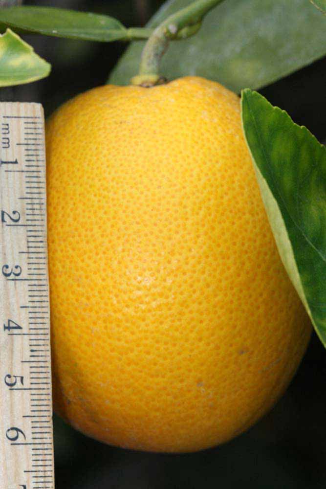              Fruit (Riverside, CA)       